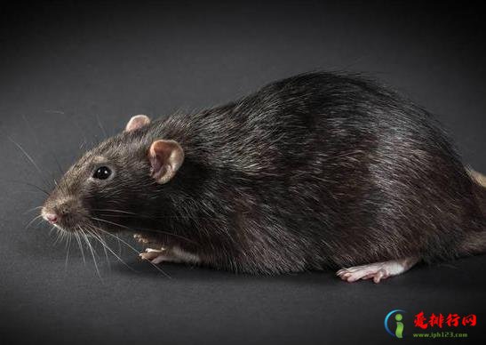 什么气味能有效驱鼠?如何让老鼠自动离开家门? 什么气味能有效驱鼠?如何让老鼠自动离开家门