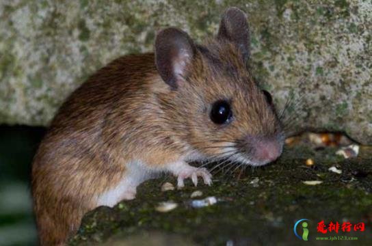 什么气味能有效驱鼠?如何让老鼠自动离开家门? 什么气味能有效驱鼠?如何让老鼠自动离开家门