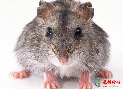 老鼠闻到风油精味多久能跑?如何判断是一只还是一窝老鼠? 老鼠闻到风油精味多久能跑?如何判断是一只还