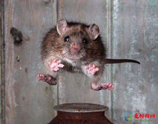 老鼠闻到风油精味多久能跑?如何判断是一只还是一窝老鼠? 老鼠闻到风油精味多久能跑?如何判断是一只还
