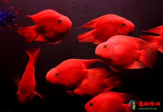 鹦鹉鱼嘴肿了是什么原因?鹦鹉鱼好养活吗? 鹦鹉鱼嘴肿了是什么原因?鹦鹉鱼好养活吗?