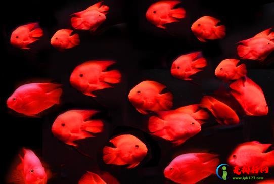 鹦鹉鱼为什么越养越白?鹦鹉鱼咬鹦鹉鱼怎么办? 鹦鹉鱼为什么越养越白?鹦鹉鱼咬鹦鹉鱼怎么办