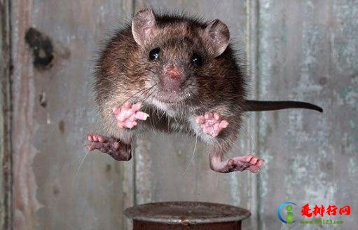 卧室有老鼠睡觉安全吗 被老鼠咬出血了怎么办 卧室有老鼠睡觉安全吗 被老鼠咬出血了怎么办