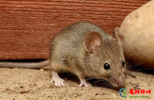 卧室有老鼠睡觉安全吗 被老鼠咬出血了怎么办 卧室有老鼠睡觉安全吗 被老鼠咬出血了怎么办