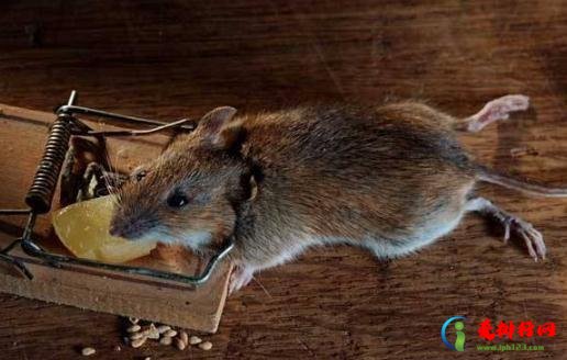 卧室有老鼠睡觉安全吗 被老鼠咬出血了怎么办 卧室有老鼠睡觉安全吗 被老鼠咬出血了怎么办
