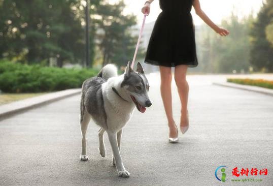 夏天什么时候出去遛狗合适?夏天遛狗多久最好 夏天什么时候出去遛狗合适?夏天遛狗多久最好