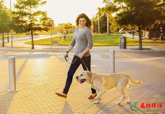 夏天什么时候出去遛狗合适?夏天遛狗多久最好 夏天什么时候出去遛狗合适?夏天遛狗多久最好