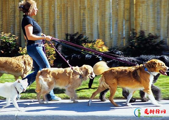 夏天太热怎么遛狗?三伏天遛狗狗会中暑吗? 夏天太热怎么遛狗?三伏天遛狗狗会中暑吗?