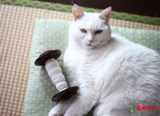 两只猫是一窝可以配吗?猫是不是配一次就可以成功? 两只猫是一窝可以配吗?猫是不是配一次就可以