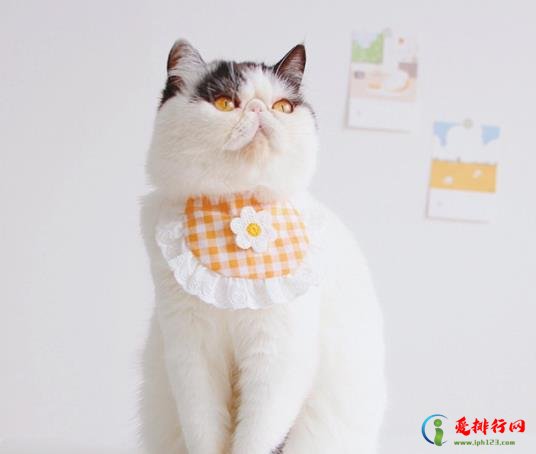 猫咪配对成功有几种表现?猫咪流眼泪是委屈吗 猫咪配对成功有几种表现?猫咪流眼泪是委屈吗