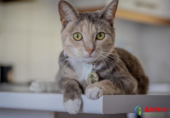 猫咪一天配种几次好?猫咪生孩子的窝有什么要求吗? 猫咪一天配种几次好?猫咪生孩子的窝有什么要