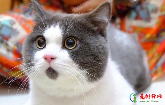 猫咪生孩子要多久?怎么看猫咪配上还是没配上 猫咪生孩子要多久?怎么看猫咪配上还是没配上