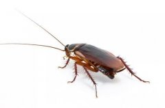 蟑螂为什么会飞来飞去的？蟑螂卵怎么彻底清除