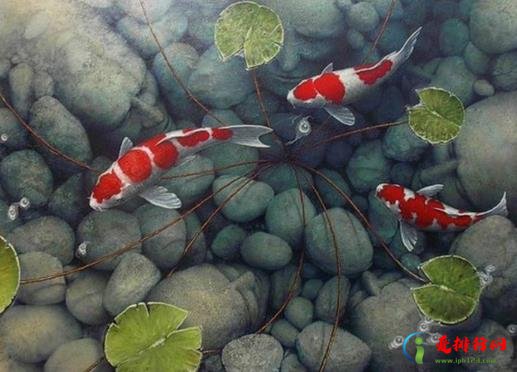 锦鲤加盐加多了可以吗？锦鲤在水里总张嘴是什