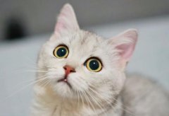 猫拉屎房间太臭怎么办？猫尿在衣服上发黄了怎么洗掉？