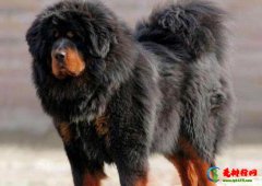 十大最保护主人的狗狗排名,藏獒对主人十分忠诚、高加索牧羊犬是犬中之王