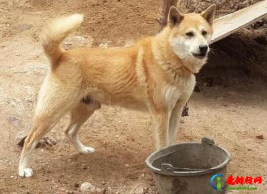 十大最保护主人的狗狗排名，藏獒对主人十分忠诚、高加索牧羊犬是犬中之王