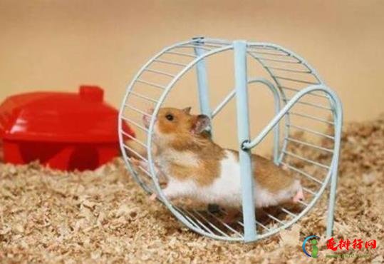 仓鼠毛发怎么打理？仓鼠窝怎么消毒？