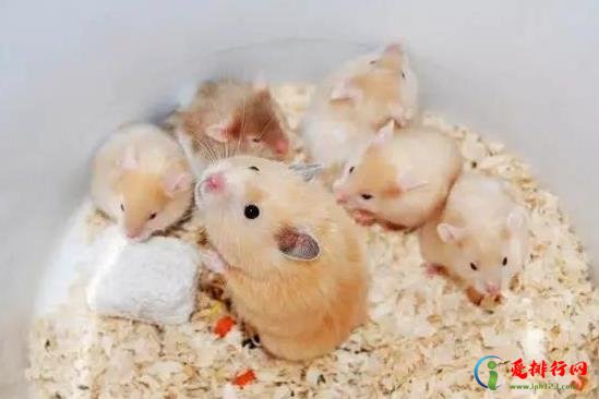 仓鼠拉肚子要断水断粮吗？仓鼠湿尾是什么原因造成的？