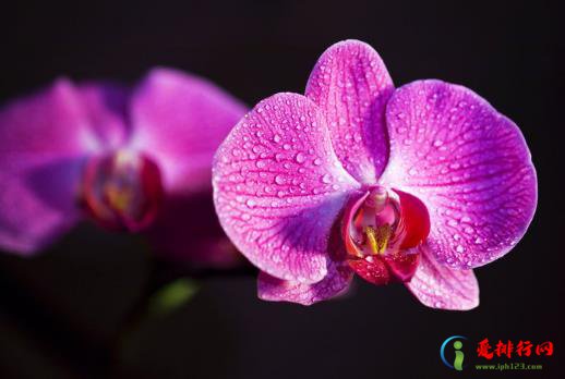 蝴蝶兰花蕾干枯是什么原因?蝴蝶兰需要修剪吗? 蝴蝶兰花蕾干枯是什么原因?蝴蝶兰需要修剪吗?