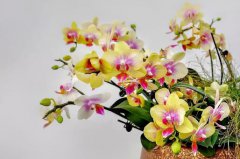 夏天蝴蝶兰放在空调屋养容易活吗？夏天适合养蝴蝶兰吗？