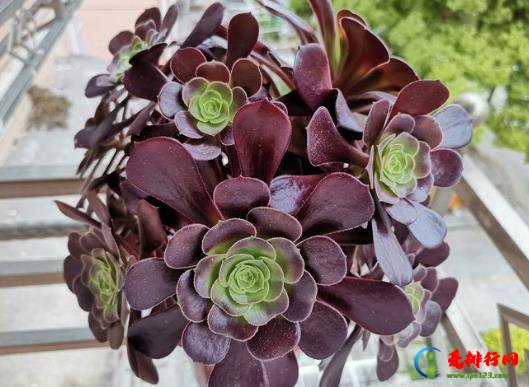 夏天买法师能种的活吗？夏天栽种脱土裸根法师需要杀菌吗