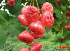 十大形状最奇葩的水果,莲雾被誉为“水果皇帝”、荔枝果又称为阿基果