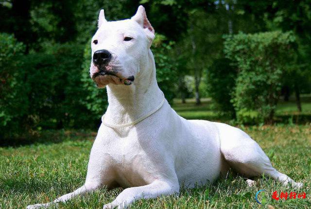 世界10大凶猛的护卫犬，高加索犬位列第一